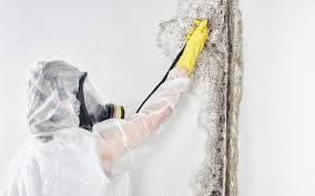 Best Commercial Mold Inspection  in Provo, UT